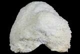 Cave Calcite (Aragonite) Formation - Fluorescent #134938-1